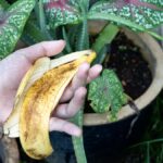 De bananenschil: een goed bewaard geheim om je planten te verwennen