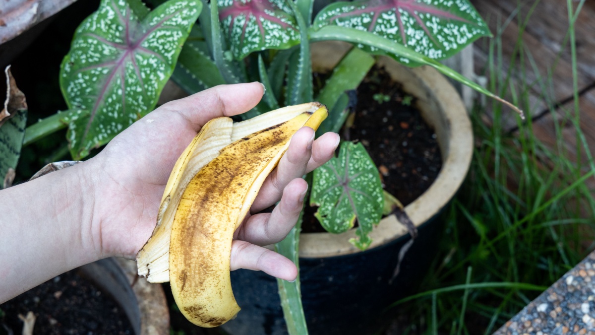 De bananenschil: een goed bewaard geheim om je planten te verwennen