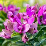 Deze uitzonderlijke struik bloeit 10 maanden per jaar met vlinderachtige bloemen
