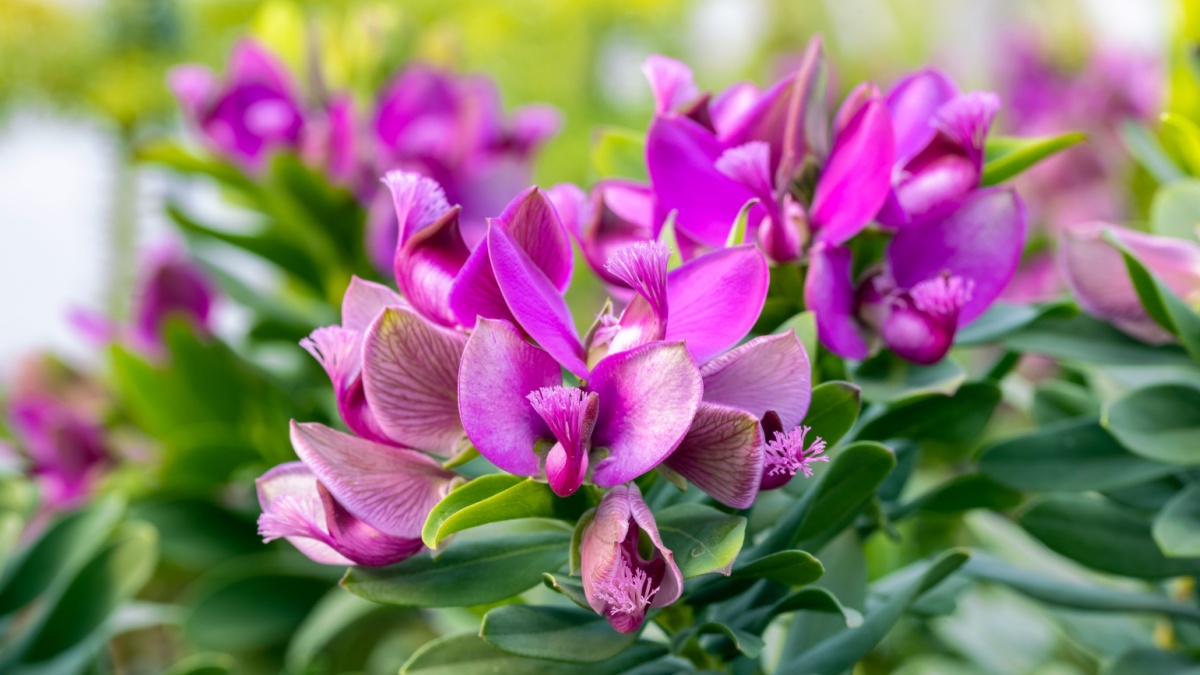 Deze uitzonderlijke struik bloeit 10 maanden per jaar met vlinderachtige bloemen