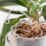 Orchidées: moet je de wortels die uit de pot steken knippen?