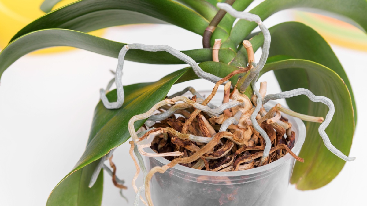 Orchidées: moet je de wortels die uit de pot steken knippen?