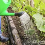 Zo optimaliseer je de bewatering van je moestuin zodat deze veel meer fruit, groenten en kruiden produceert