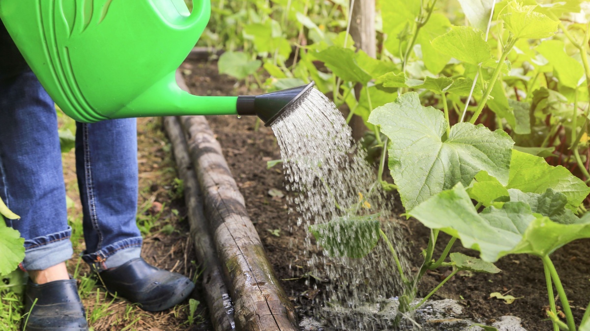Zo optimaliseer je de bewatering van je moestuin zodat deze veel meer fruit, groenten en kruiden produceert