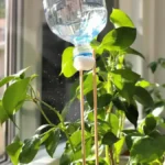 Laat je planten niet verwelken: het geheim om ze te water te geven tijdens je afwezigheid