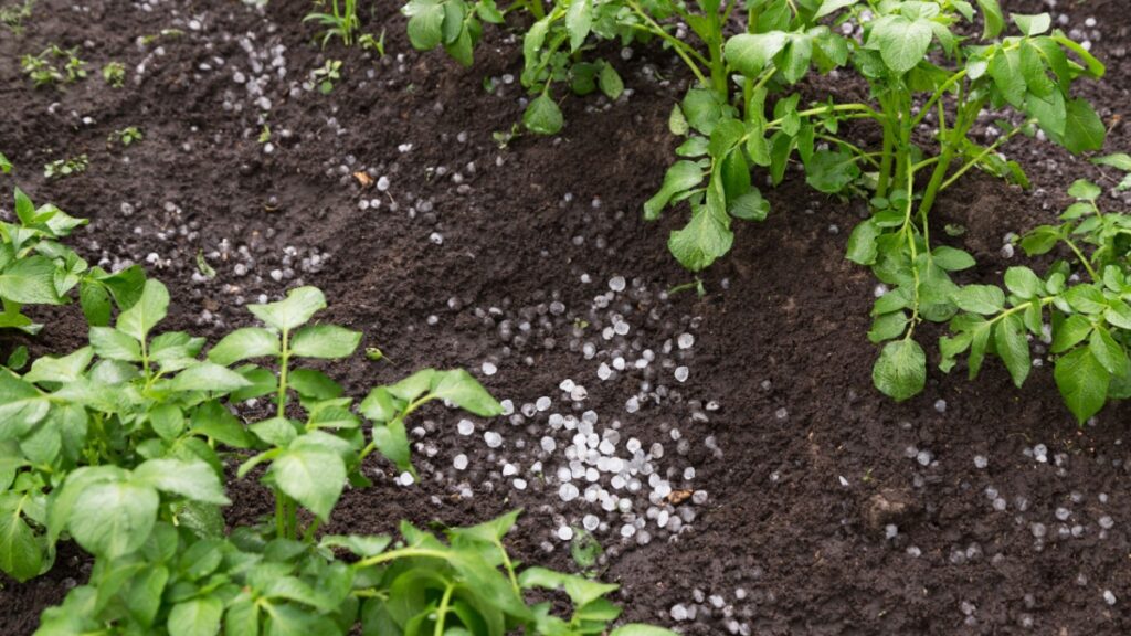 Hagelstorm: hoe uw moestuin binnen 72 uur te redden