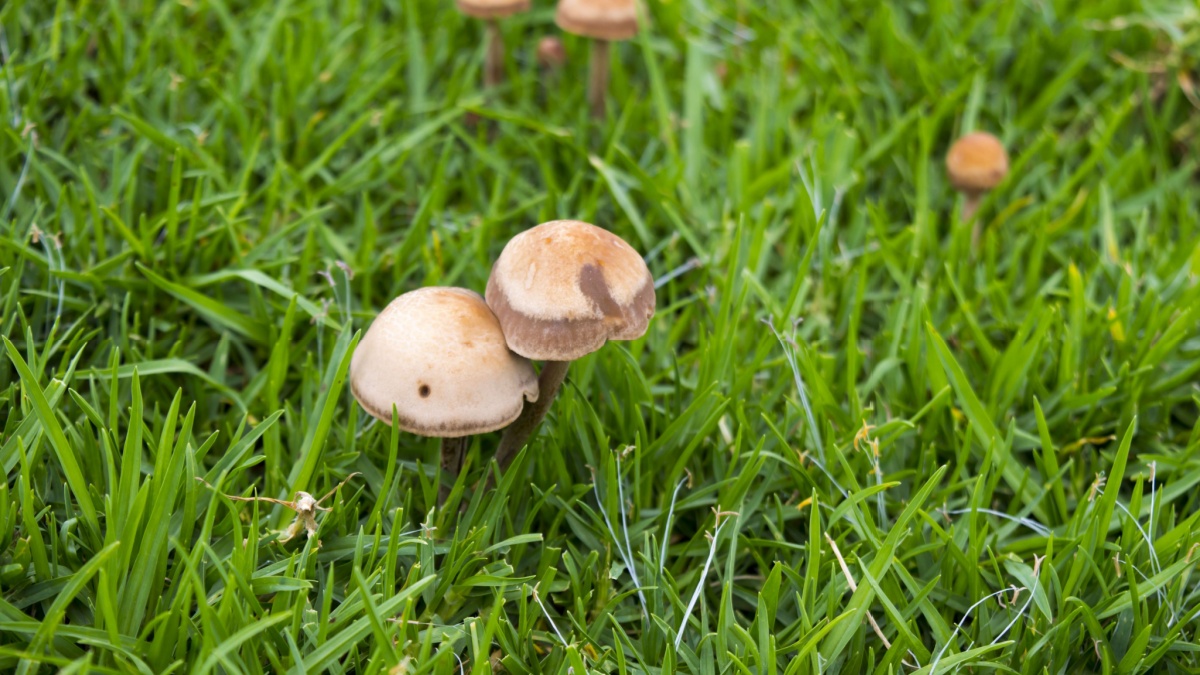 Klaar met schimmels in de tuin dankzij deze natuurlijke ingredient dat iedereen in zijn keukenkastje heeft