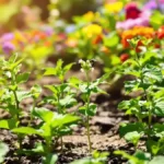 Bescherm je jonge planten tegen bladluizen met deze effectieve natuurlijke val