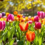 Dit tuiniergeheim zorgt voor een twee keer zo grote bloei van je tulpen