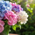 Hortensia’s: wat de kleuren roze, blauw en wit onthullen over de liefde