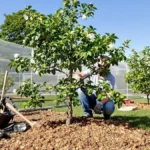 Vergeet deze 3 essentiële regels niet voordat je een fruitboom plant, je toekomstige oogst hangt ervan af