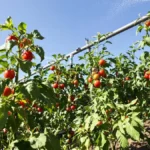 Het belang van het kiezen van de juiste irrigatietechniek voor een succesvolle tomatenteelt